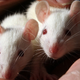 Image for article titled What This Classic Experiment on Rats Can Teach Us About Eugenics